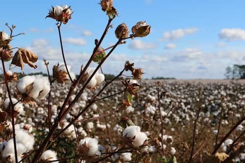 A cotton field in full bloom under a blue sky with white bolls ready for harvest