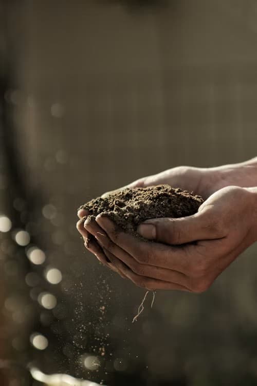 Hands cupping a mound of dark living soil with water dripping through